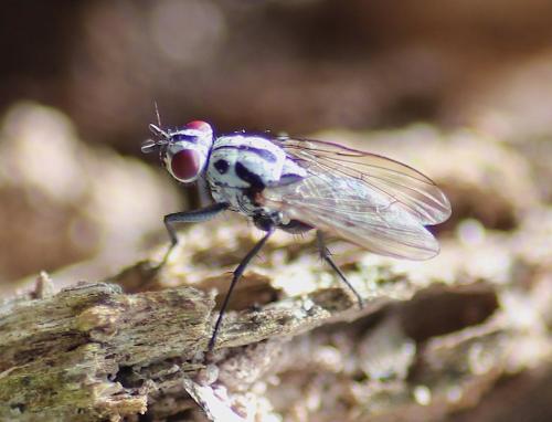 Réf. 222 310 : Eustalomyia sp.